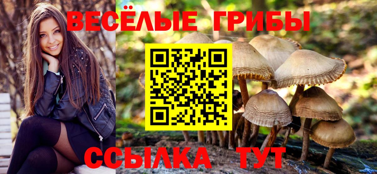 Галлюциногенные грибы Psilocybe Кыштым